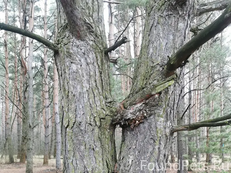 Всем Доброго вечера, замечател...