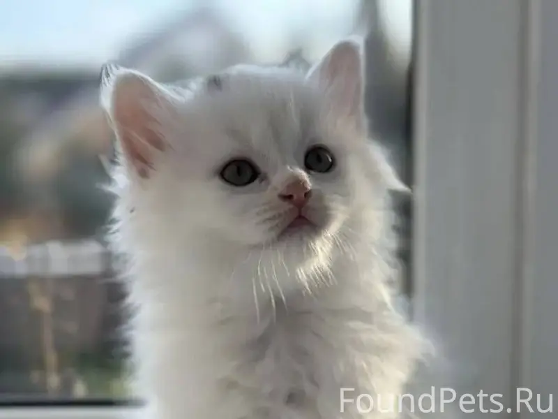 4 декабря с 15.00 пропал...