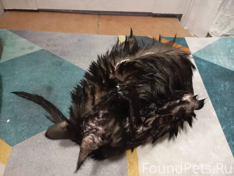 🙏🙏Срочно нужна помощь🙏🙏 Кошечк...