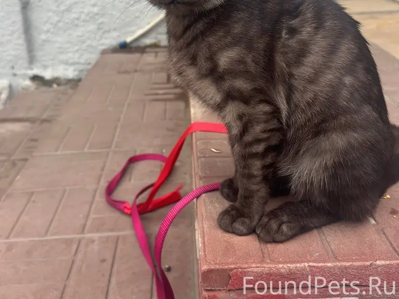 Пропал котенок Барсик .Любимец...