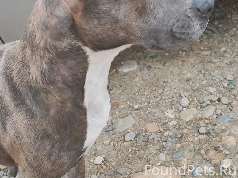 Проезжал мимо, девочка, бегала...