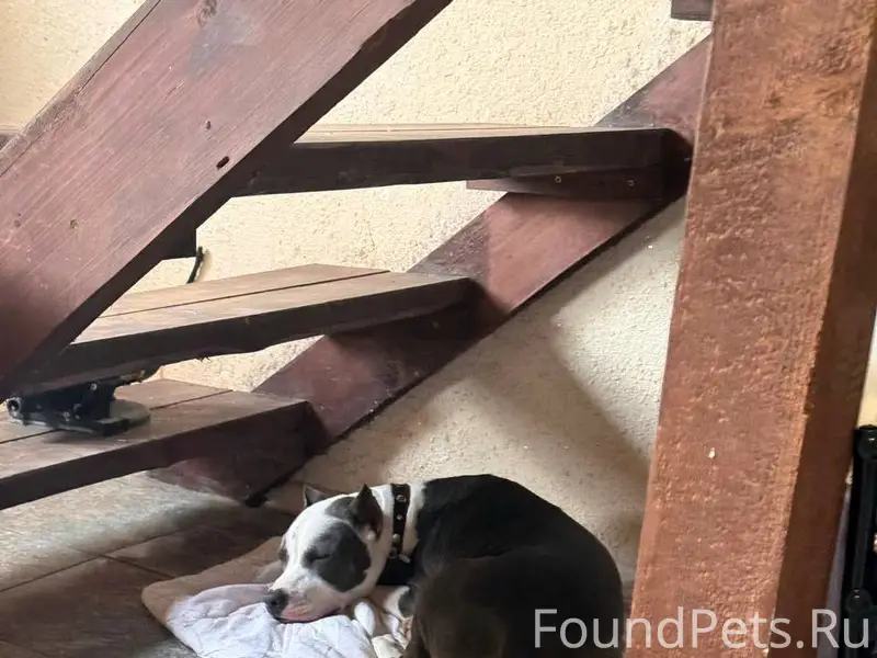 Помогите найти собаку‼️ пропал...