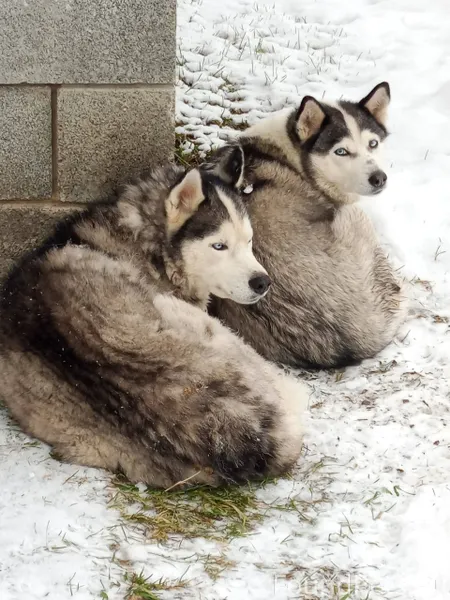 Кто потерял собак? Находятся в...