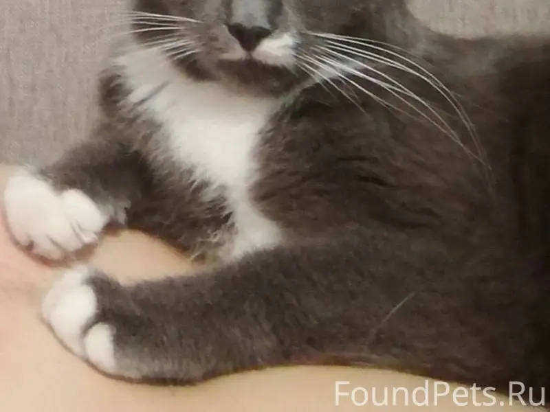 Пропала кошка в п. Прогресс ул...