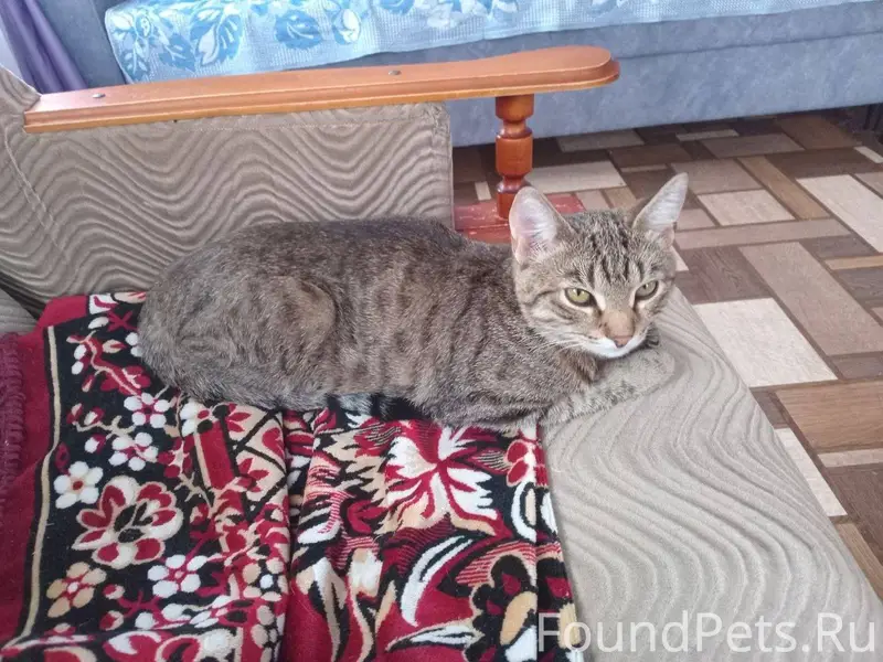 Пропал кот у моей подруги Прош...