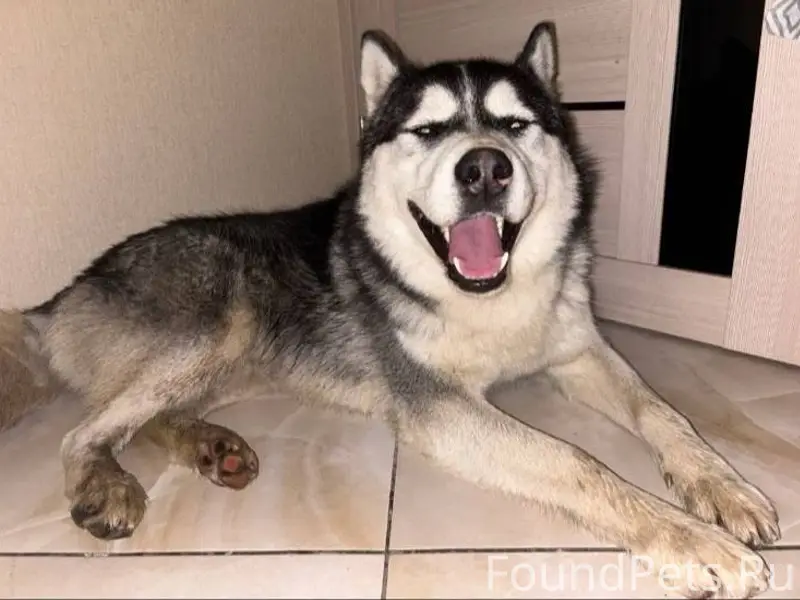 SOS ,пропала собака ,если вам ...