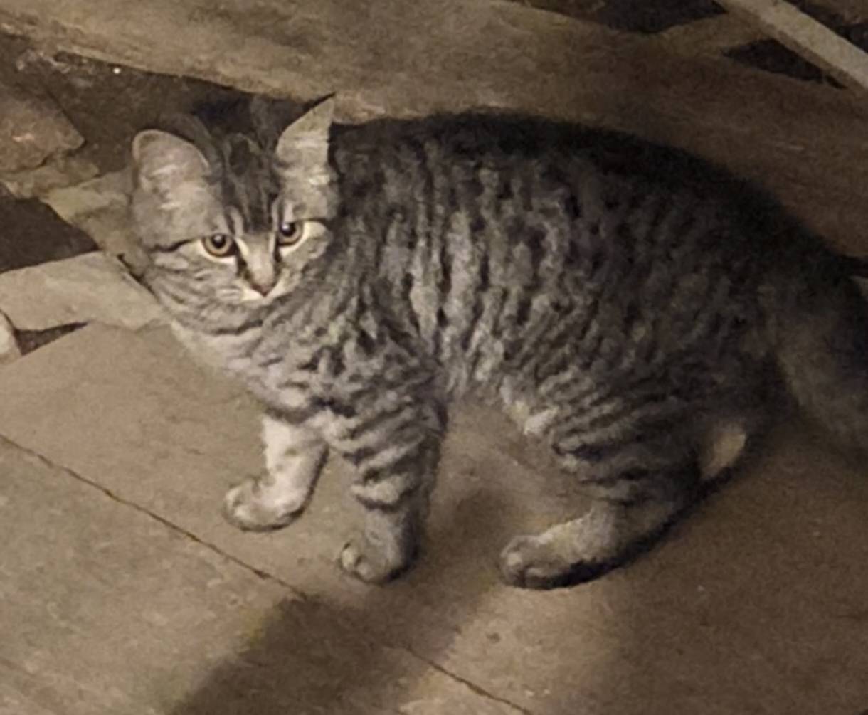 Найден котенок