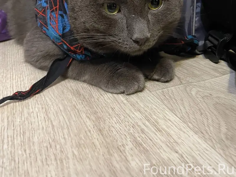 Пропал кот. Откликается на имя...