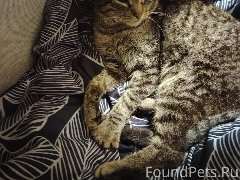 ИЩЕМ КОТА! Пропал кот, кличка ...