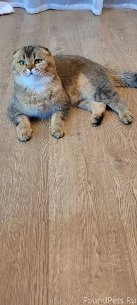 Пропал кот. Шотландский вислоу...