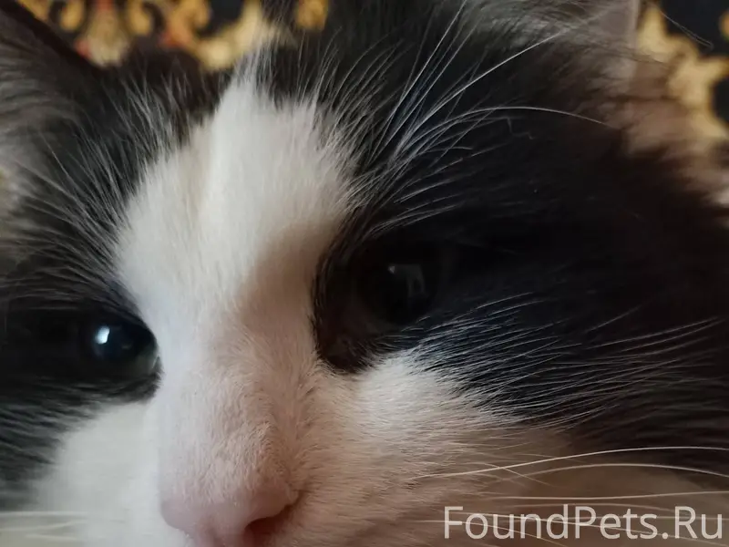 Пропал Кот, Самсон, вознагражд...