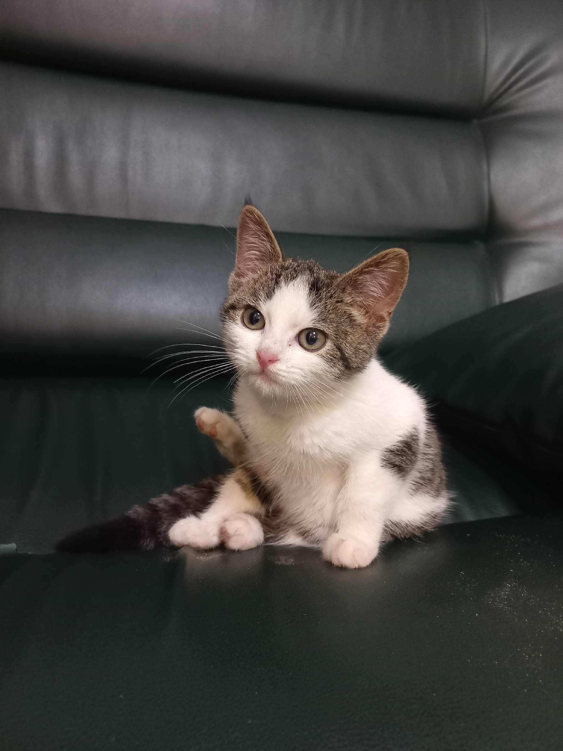 6.12 2025 днем пропал котёнок....