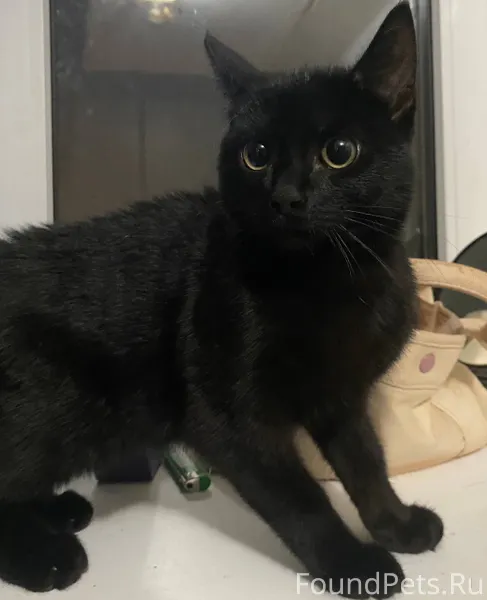 Псков❗️ Во дворе Юбилейной 77Б...