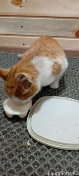 Тольятти На дачах зелёная Даль...