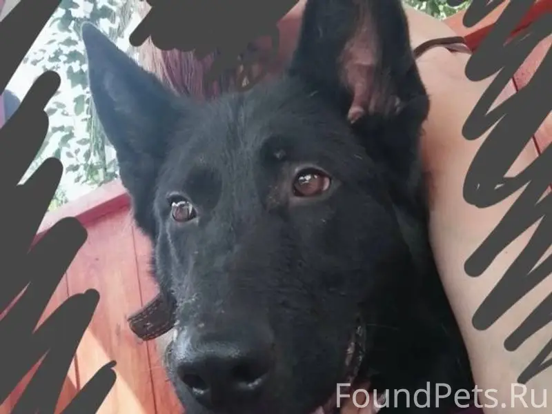 Потерялась собака,черная немец...