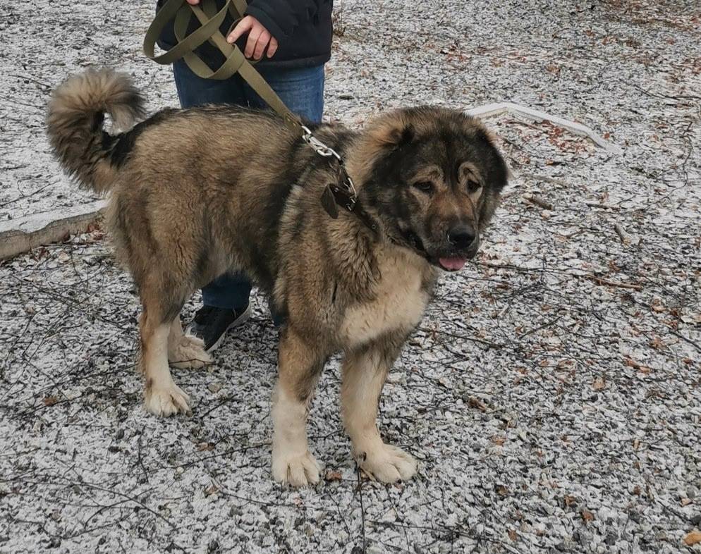 ‼️‼️‼️‼️‼️‼️‼️‼️‼️ Сбежала соб...