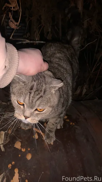 Кошка вислоухая за маяком на П...