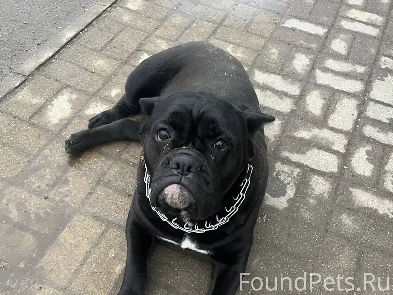 Потерялась собака