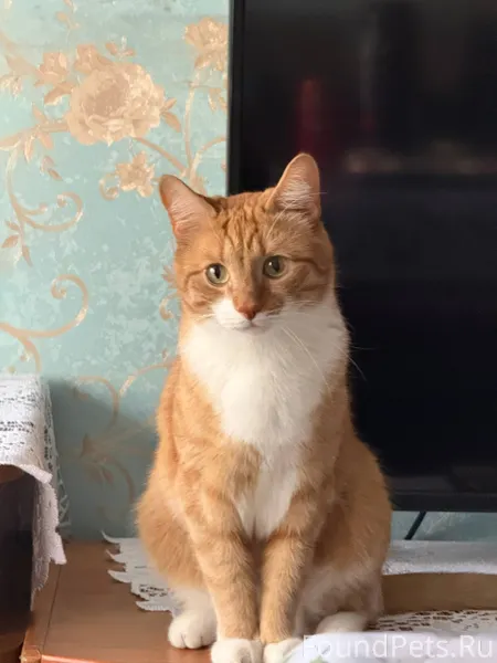 ВНИМАНИЕ! ПРОПАЛ КОТ! Пожалуйс...