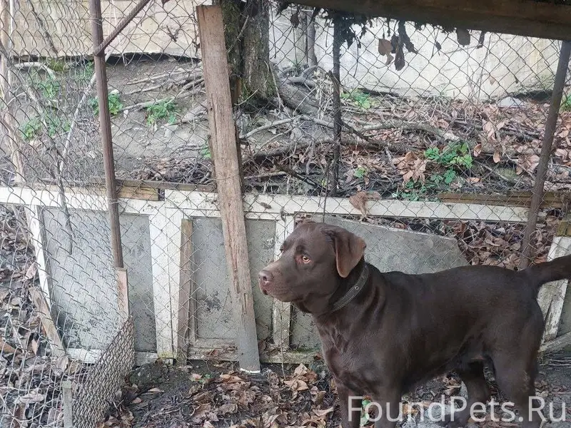 Срочно. Найдена собака,сука. Л...