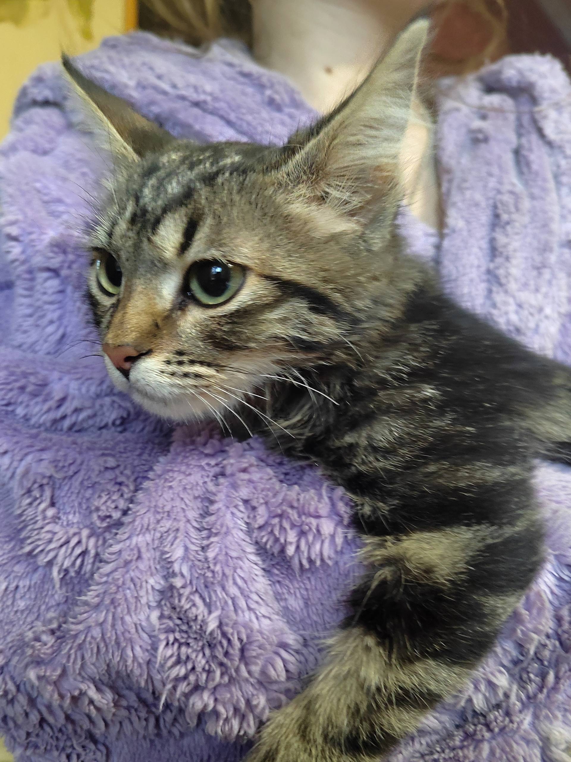 Найден котенок в районе Гражда...