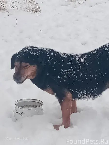 Найдена собака, хозяева отклик...