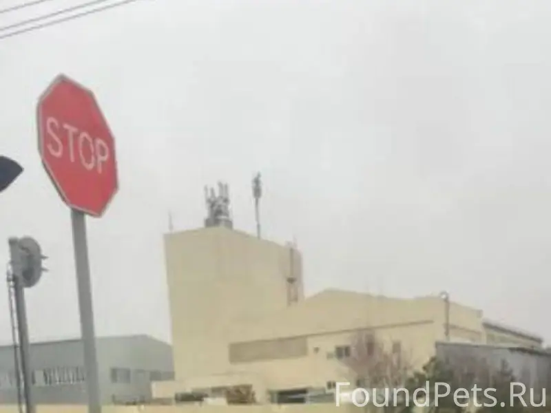 Пропала собака немецкий шпиц(с...