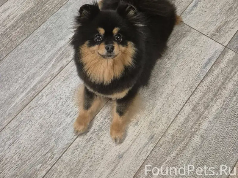 СРОЧНО❗❗❗ПРОПАЛА СОБАКА 📍📍📍Пор...