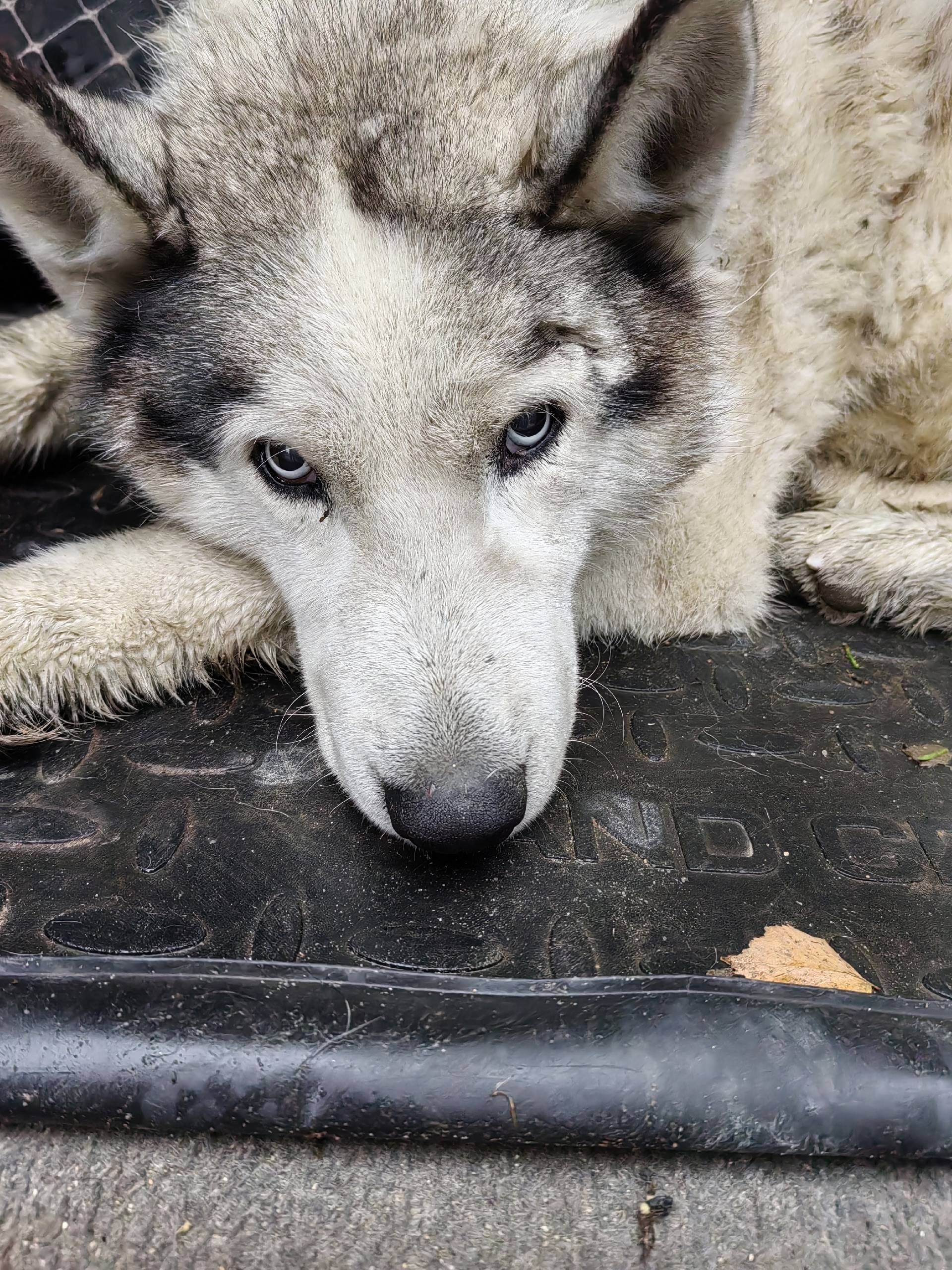 Найдена собака. Хаски. Мальчик...
