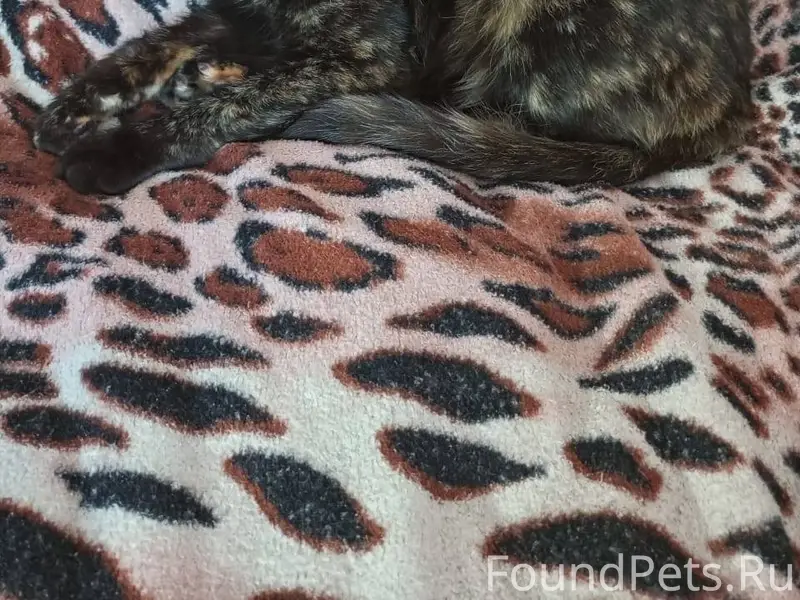 Пропала кошка (Вокзал - ГорСад...