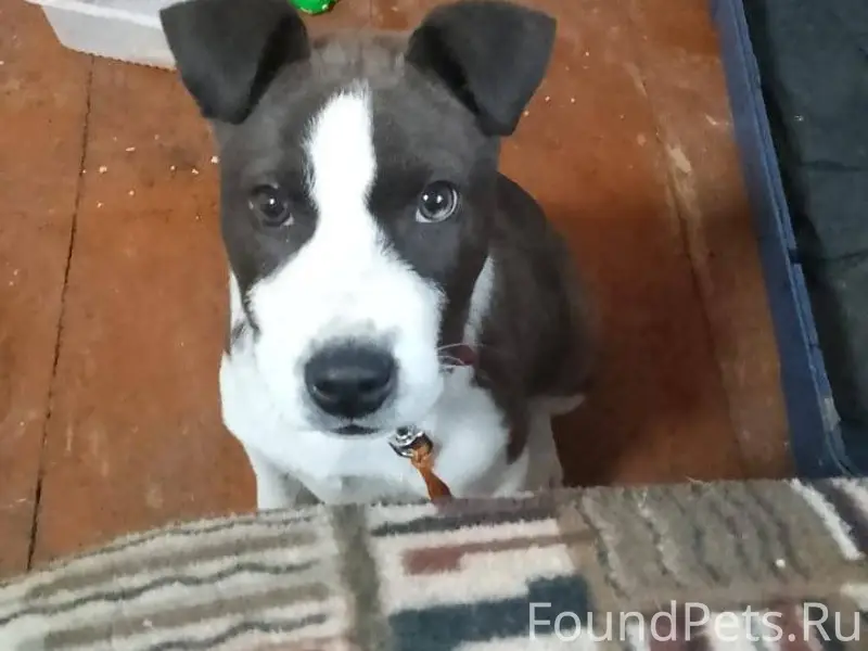 Убежал щенок прозба кто нибудь...