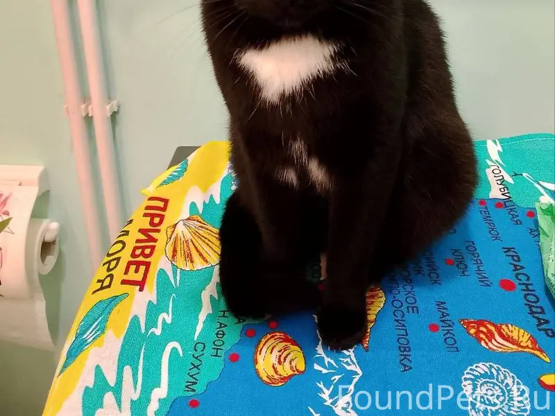 Пропал кот. Кличка Тимоша. Кра...