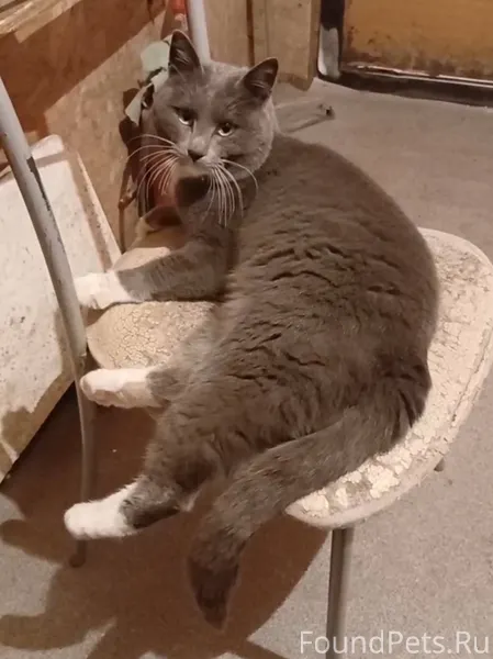 Пришел кот на стройку Смит в.....