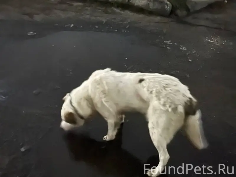 ВОЗМОЖНО ПОТЕРЯШКА! Вчера, 6.1...