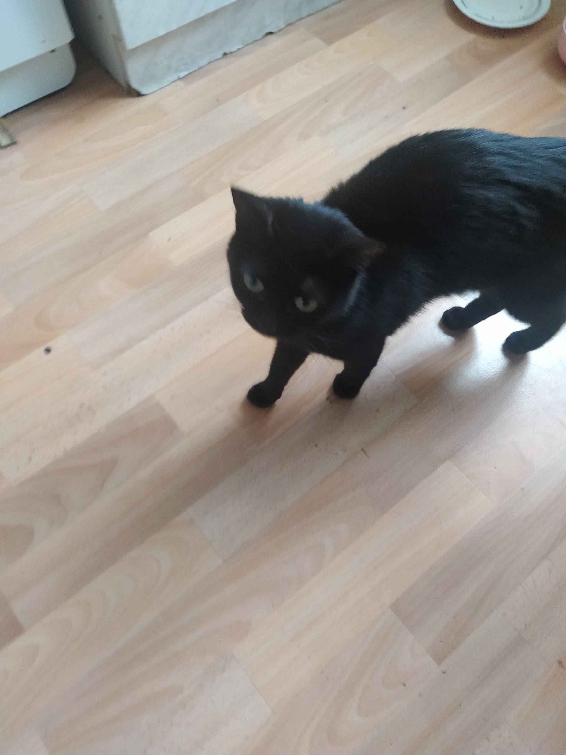 Хозяин, отзовись! В районе дом...