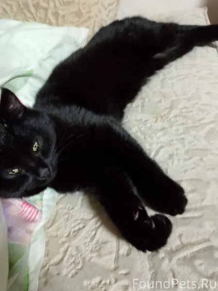 Найден котёнок, мальчик. Полно...