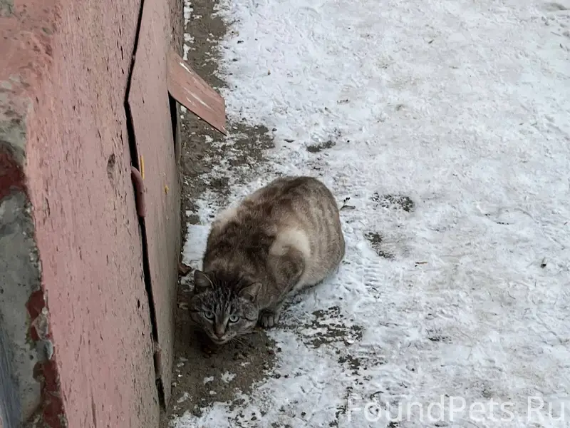 Найден кот! Живет в подвале на...