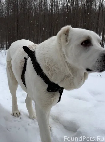 ПОТЕРЯЛАСЬ СОБАКА!‼️‼️‼️ 06.12...