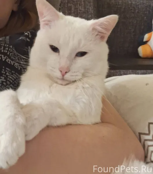 Пропал белый кот с голубыми гл...