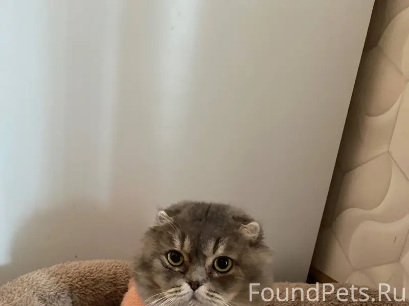 Пропал кот В районе улицы Баки...