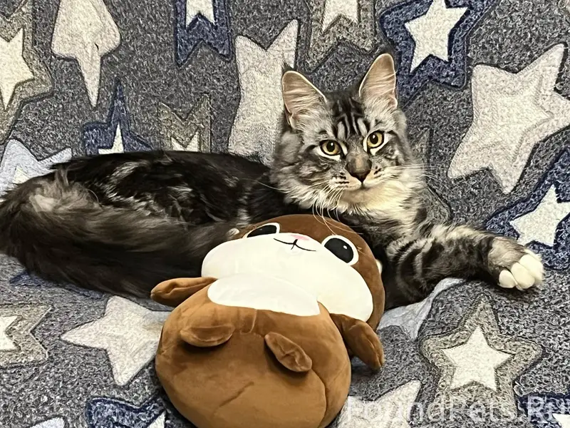 Потерялась кошка! Пропала кошк...