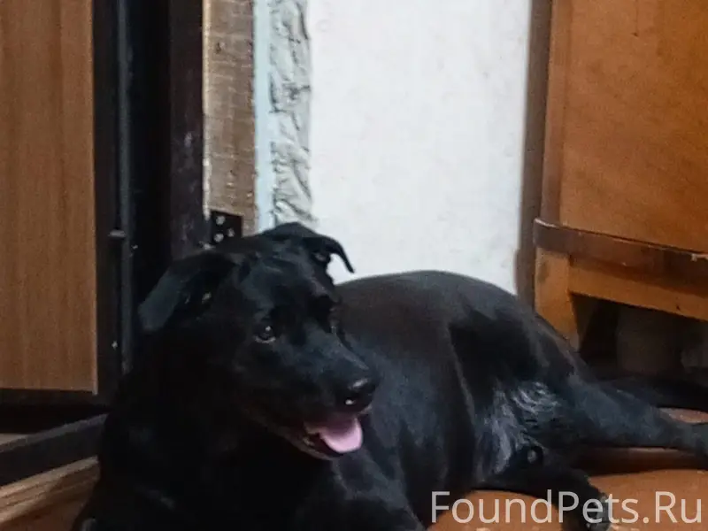 #Бюро_Находок_ВестникN Пропала...