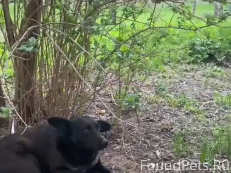 Пропал пёс! Любую информацию с...