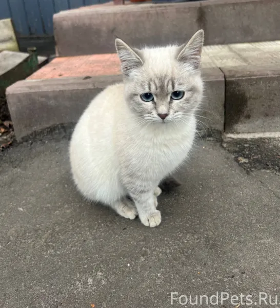 Найден котенок на ул. Южная 1....