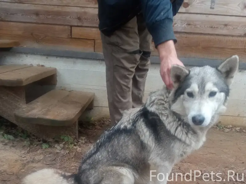 Здравствуйте. Кто собаку потер...