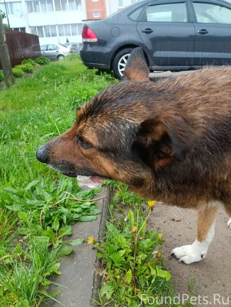 Пропала собака 27.11.2025 года...