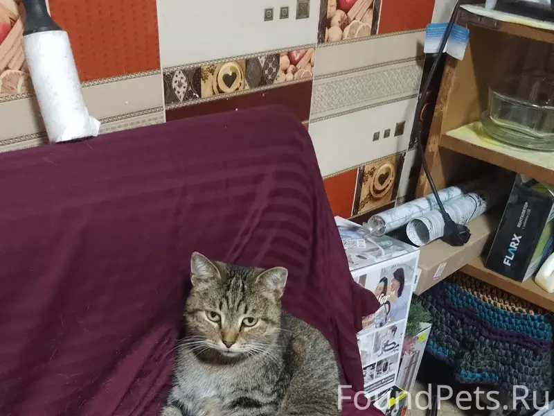 У меня пропала кошка около дву...