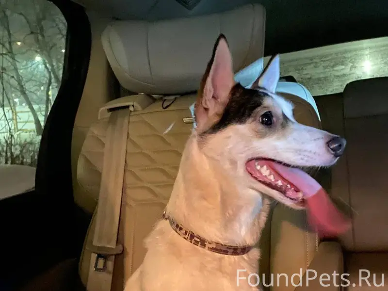 Найдена собака село Чигири 896...