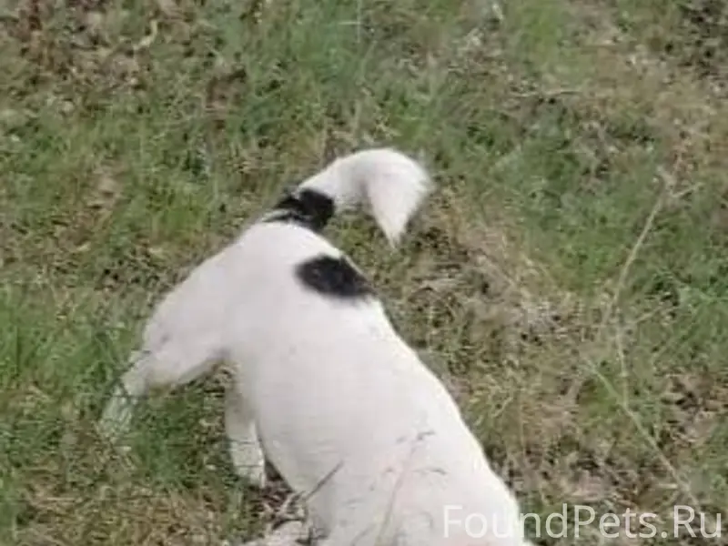 Потерялся пёс Пушок на первом ...