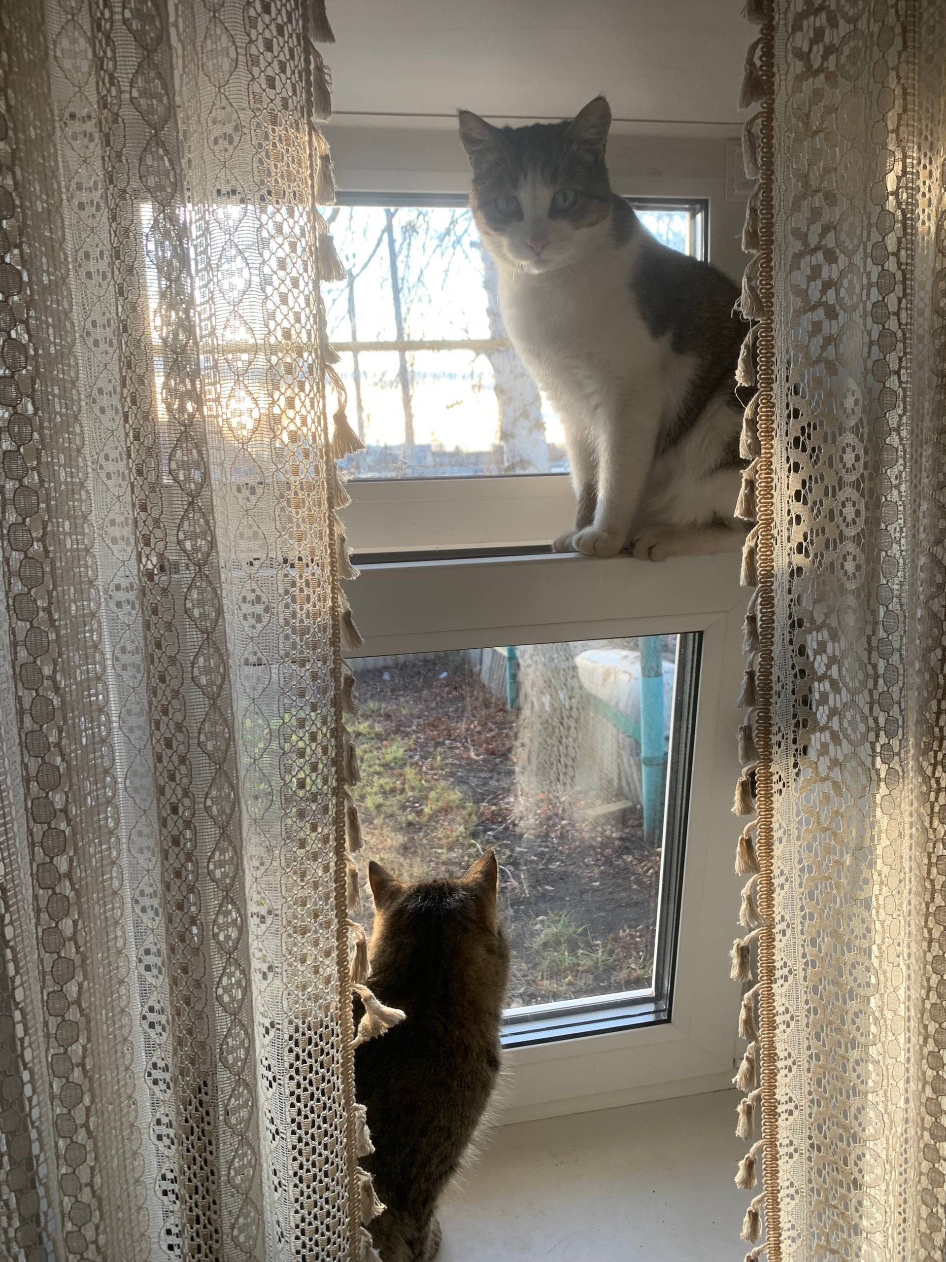 Помогите пожалуйста! Буинск ! ...